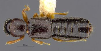Media type: image;   Entomology 24070 Aspect: habitus dorsal view